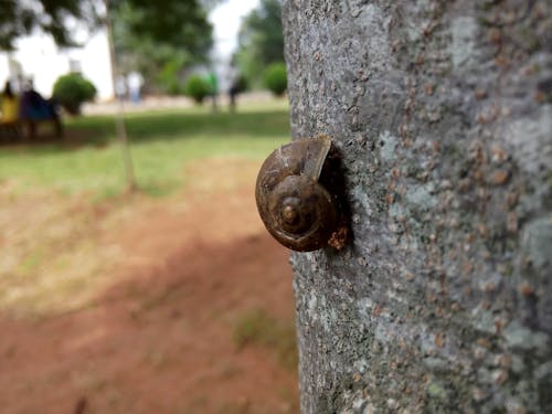 免费 棕色蜗牛在树干上的浅焦点摄影 素材图片