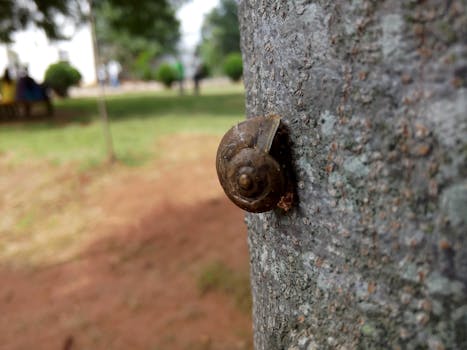 Snail on tree trunk in Mysuru, India, showcasing nature's slow beauty.