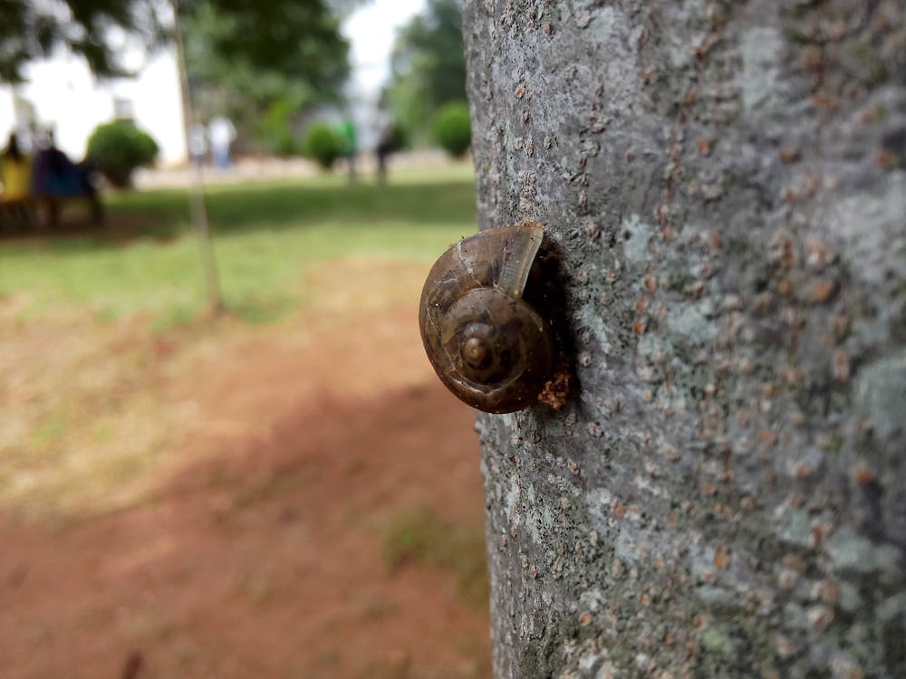 Free Shallow Focus Photography of Brown Snail on Tree Trunk Stock Photo
