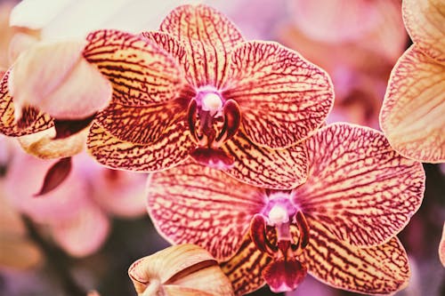 Free Moth Orchids in Bloom Stock Photo