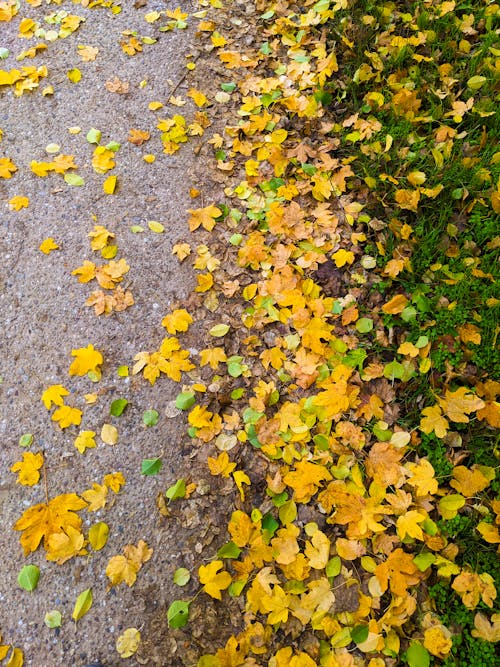 Immagine gratuita di autunno, erba, foglie d'acero