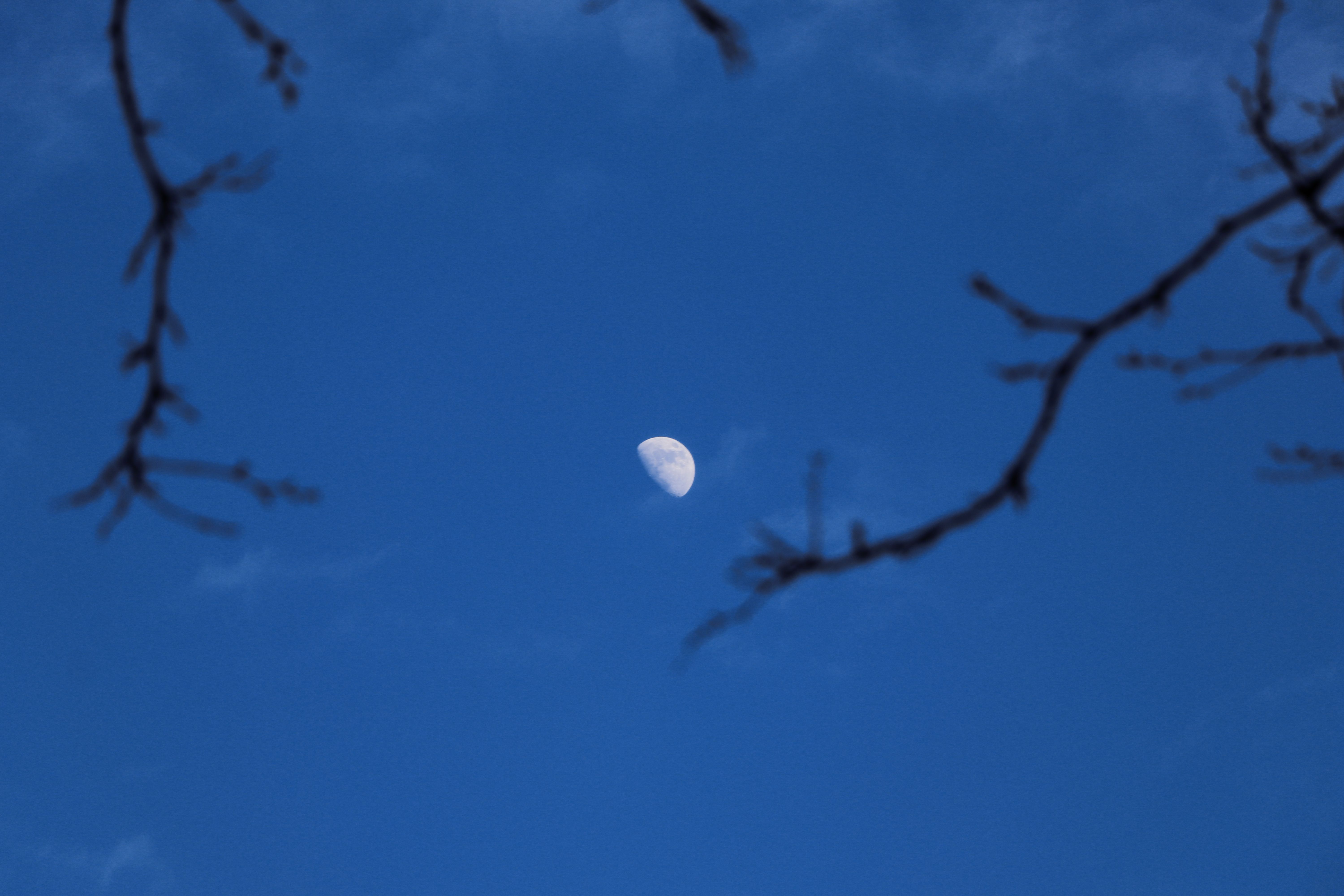 A serene view of a half moon framed by branches against a clear blue sky.