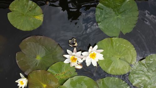 Free Beautiful white water lilies floating in a tranquil pond with vibrant green leaves. Stock Photo