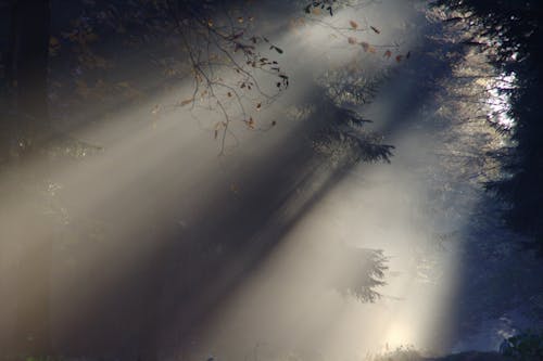 grátis Árvores Altas Com Sombra De Luz Foto profissional
