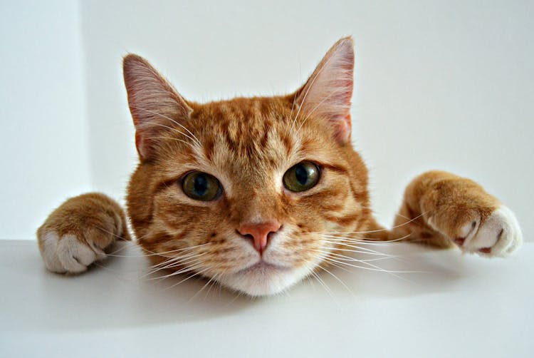 Orange Tabby Cat On White Table