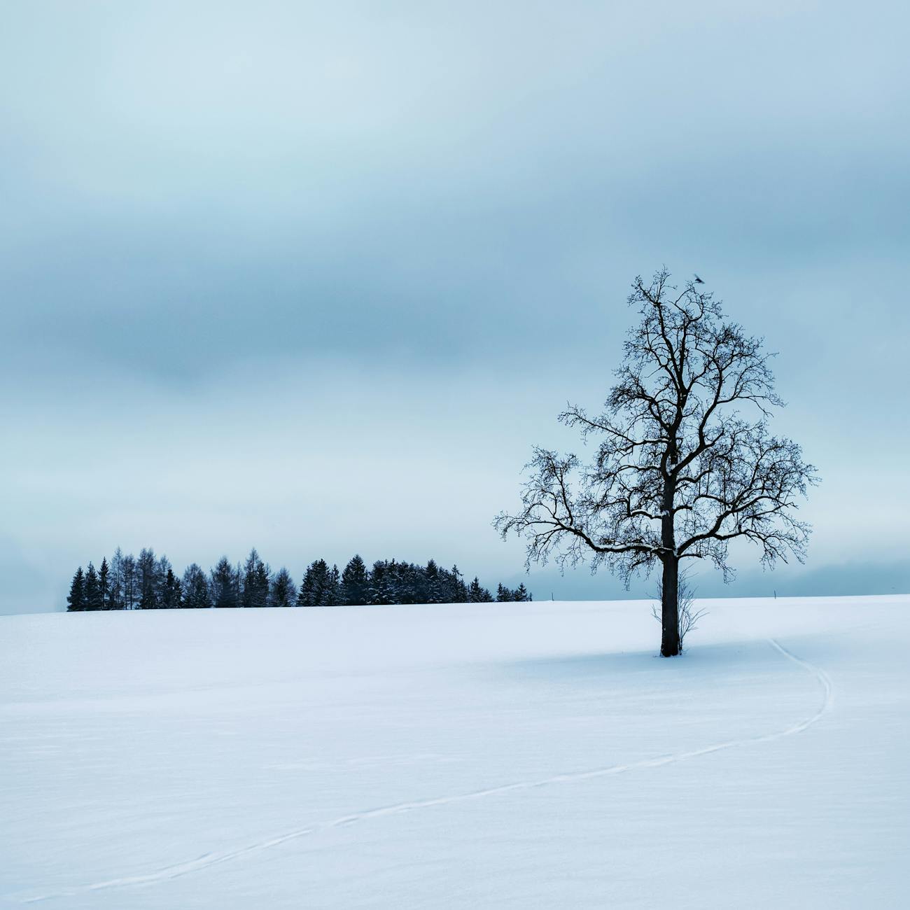 A tranquil snowy scene featuring a lone tree and misty forest in Rutzenmoos, Austria.