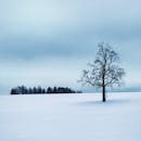 奥地利鲁岑穆斯的雪景一片宁静，以孤独的树木和薄雾笼罩的森林为特色