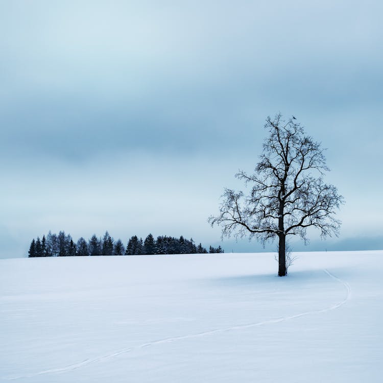 Arbre Entouré De Neige