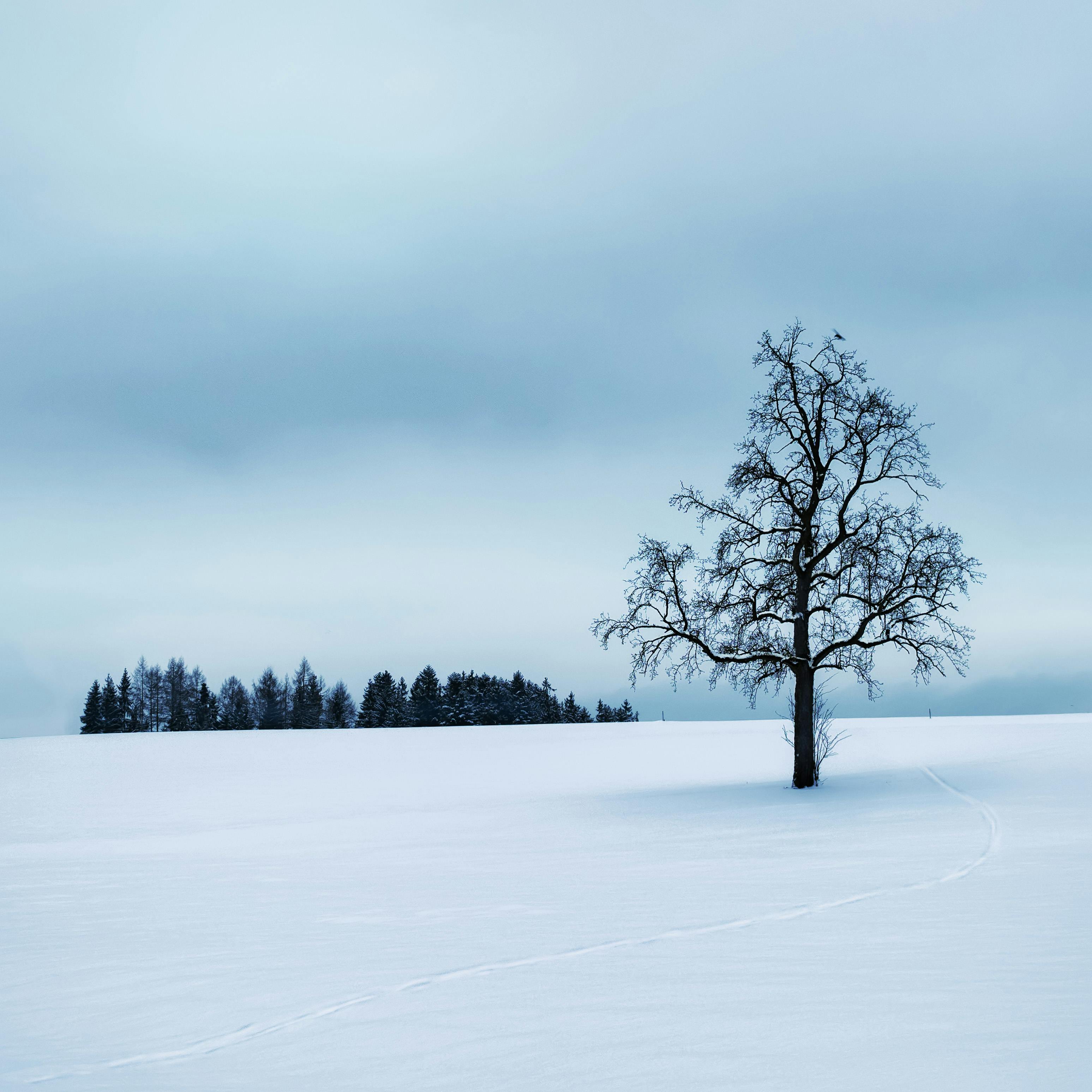 Snow Covered Trees In Winter Landscape by Nikitje