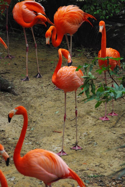 Flock of Flamingos on Brown Soil