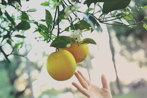 Free stock photo of citrus, citrus fruit, food