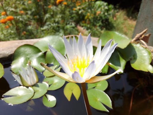 Free stock photo of fragrant white water lily Stock Photo