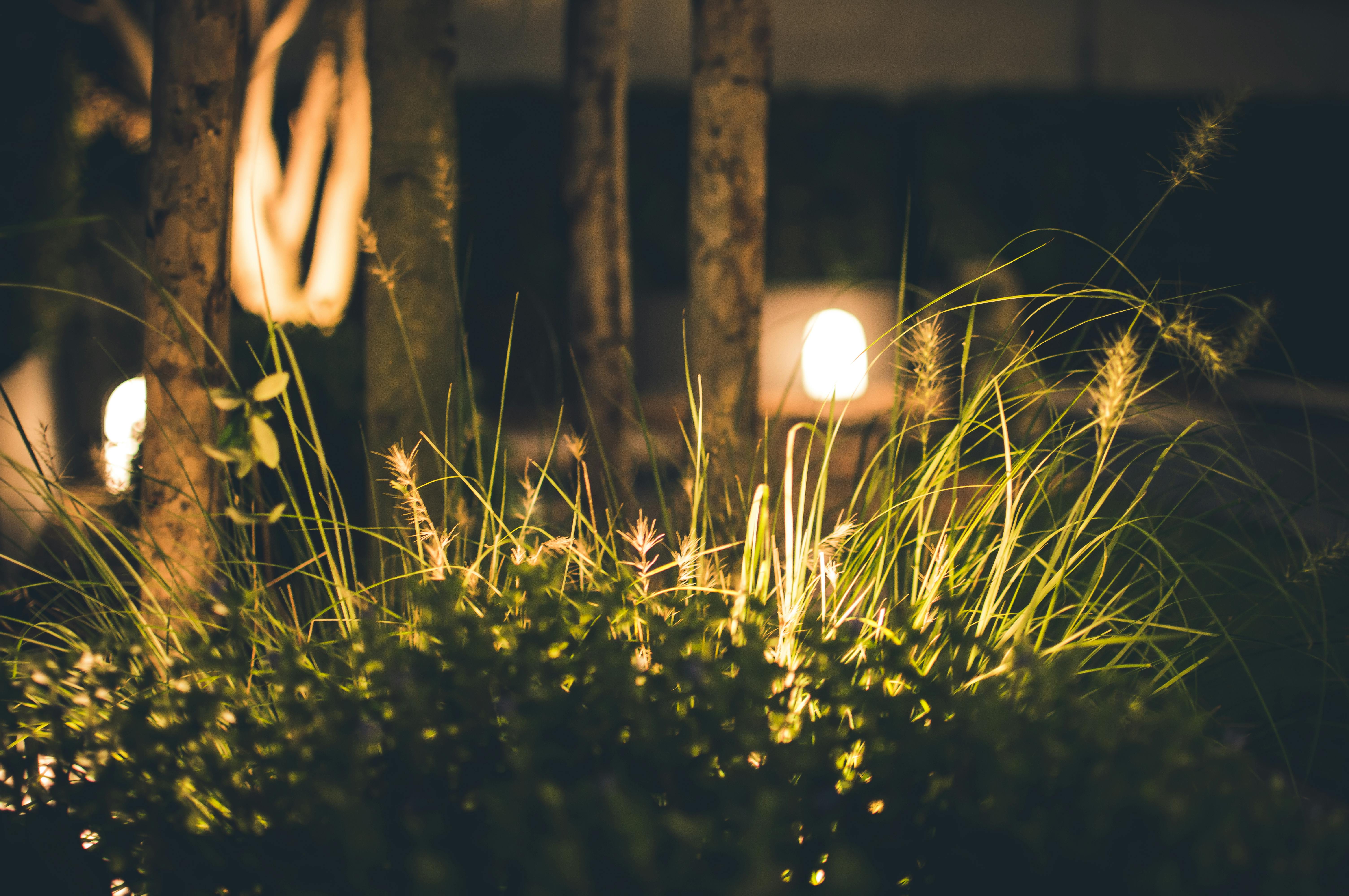 grass at night