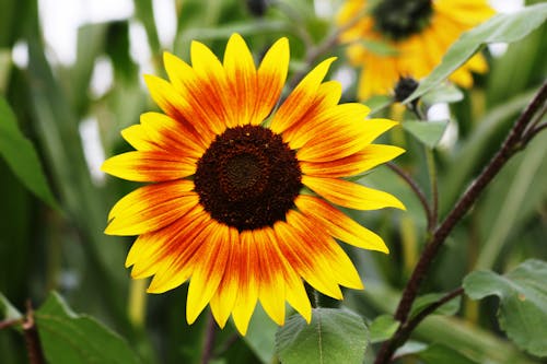Kostenlos Sonnenblume Tagsüber Stock-Foto