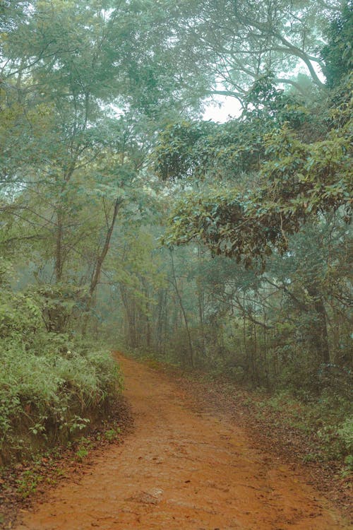 비포장 도로, 수직 쐈어, 숲의 무료 스톡 사진