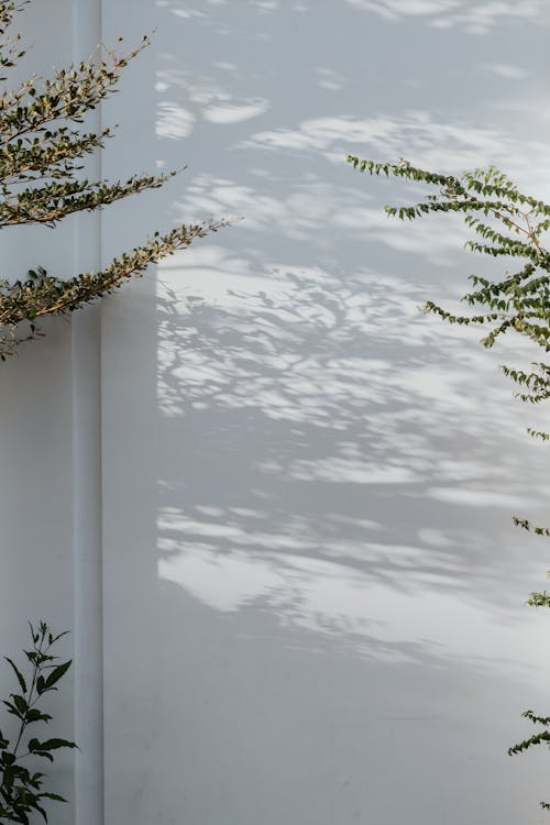 White Wall with Sunlight and Tree Shadows