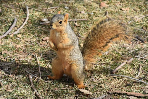 Close-up of a Squirrel on Grass