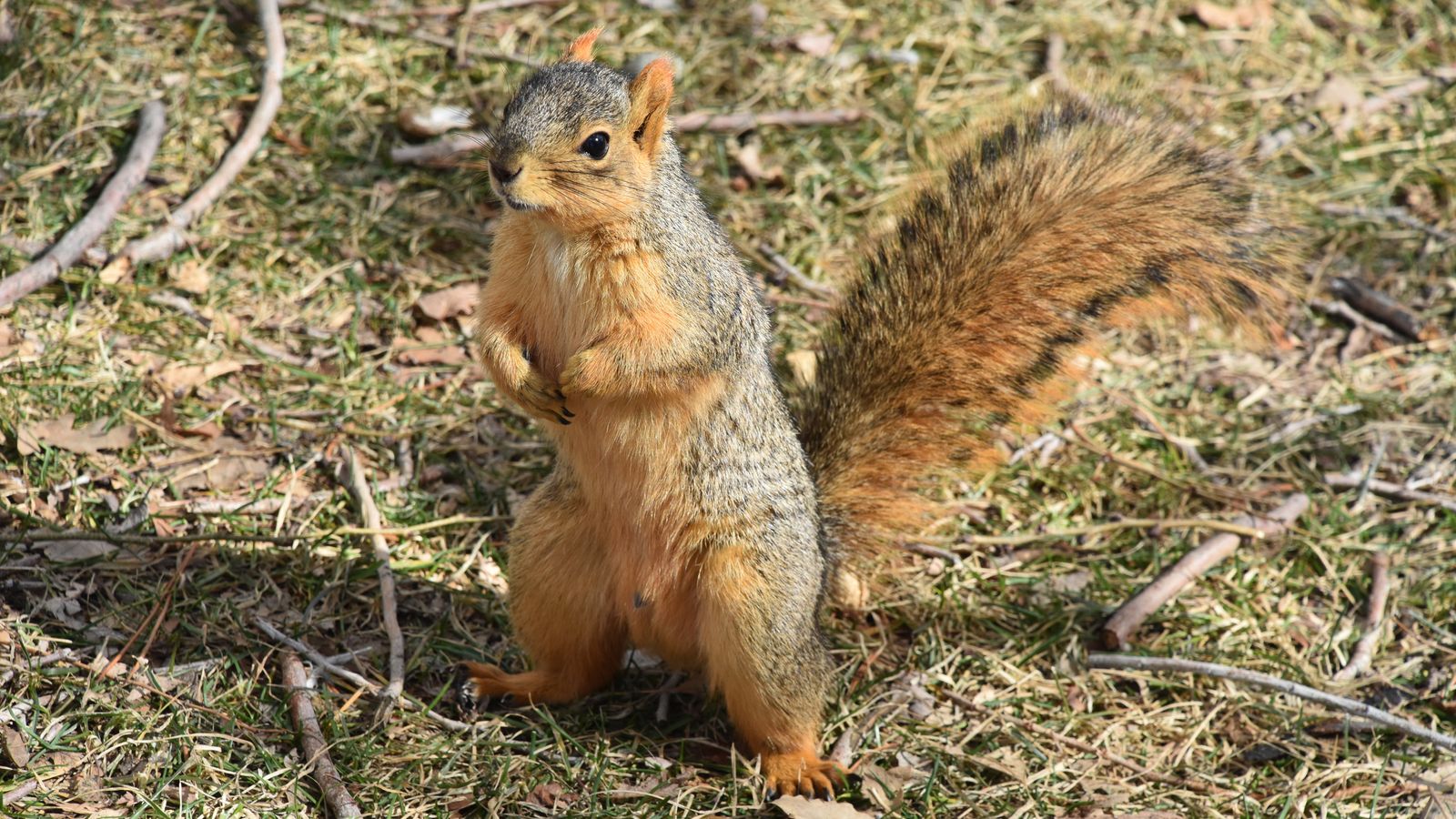 Close up of a squirrel on grass, Niger