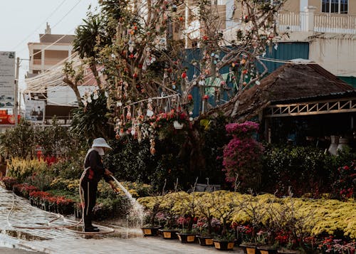 Foto stok gratis bunga-bunga, flora, fotografi jalanan