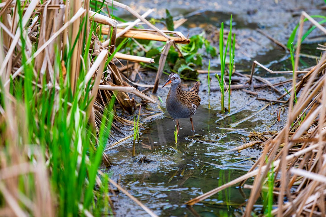 Immagine gratuita di animale, canne, fauna selvatica