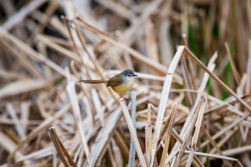 Small Green Bird Perching on Dry Grass