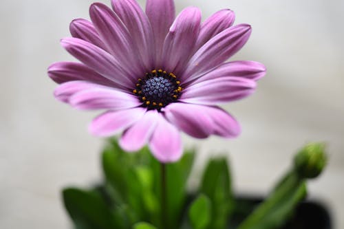 Selective Focus Photo of a Purple African Daisy