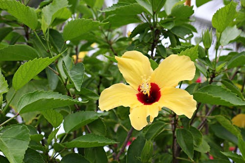 Δωρεάν στοκ φωτογραφιών με Ιβίσκος, κίτρινη, λουλούδι