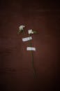 Blooming Freesia flowers with patches on brown background