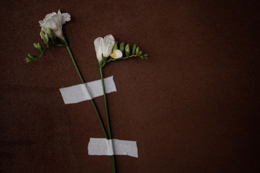 Top view of blooming white flowers with thin stalks and pleasant aroma on brown background with medical patches
