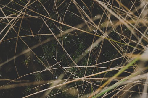 Shallow Focus Photo of Plants