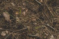 Photography of Twigs on the Ground