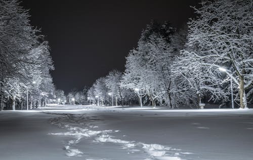 Бесплатное стоковое фото с деревья, зима, ночь