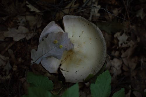 Free stock photo of forest, leaf, mushroom