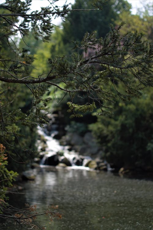 Безкоштовне стокове фото на тему «Водоспад, ліс, річка ліс»