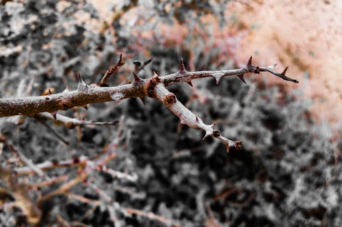 Základová fotografie zdarma na téma ostny, ostření, ostrý