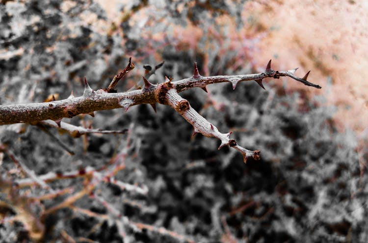 Brown Thorny Tree Branch