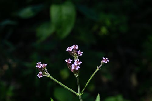 Free stock photo of beautiful flower