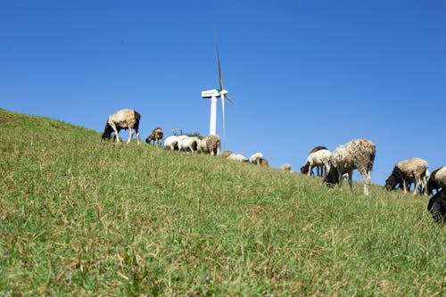 Free stock photo of herd of sheep, hills