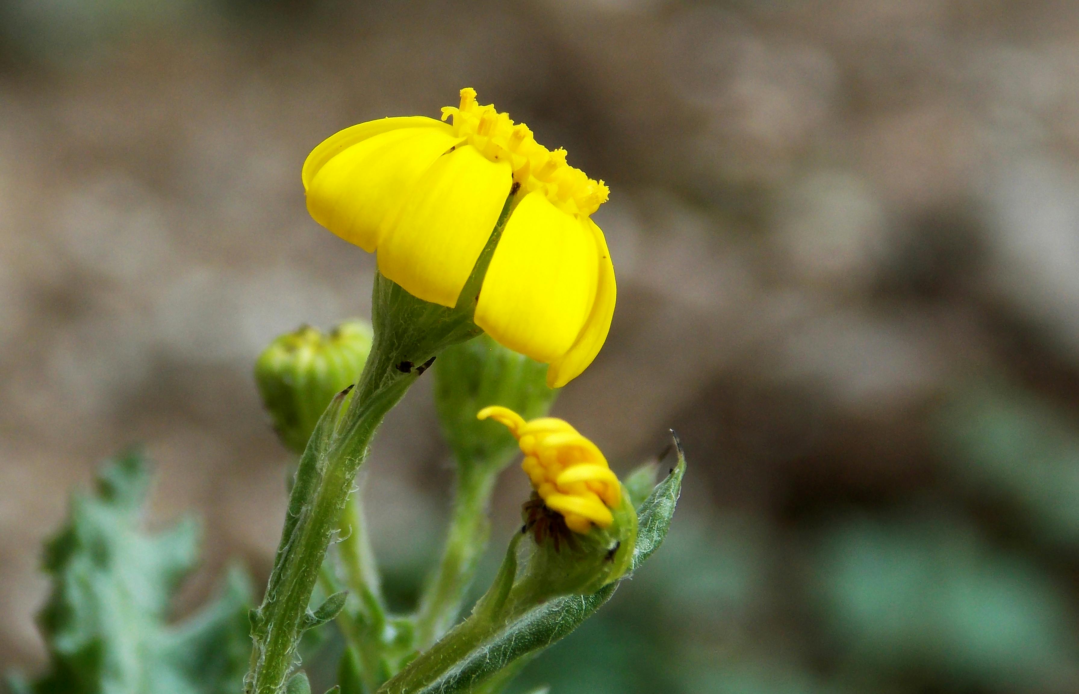 Foto Stok Gratis Tentang Bunga Bunga Aster Daisy Kuning