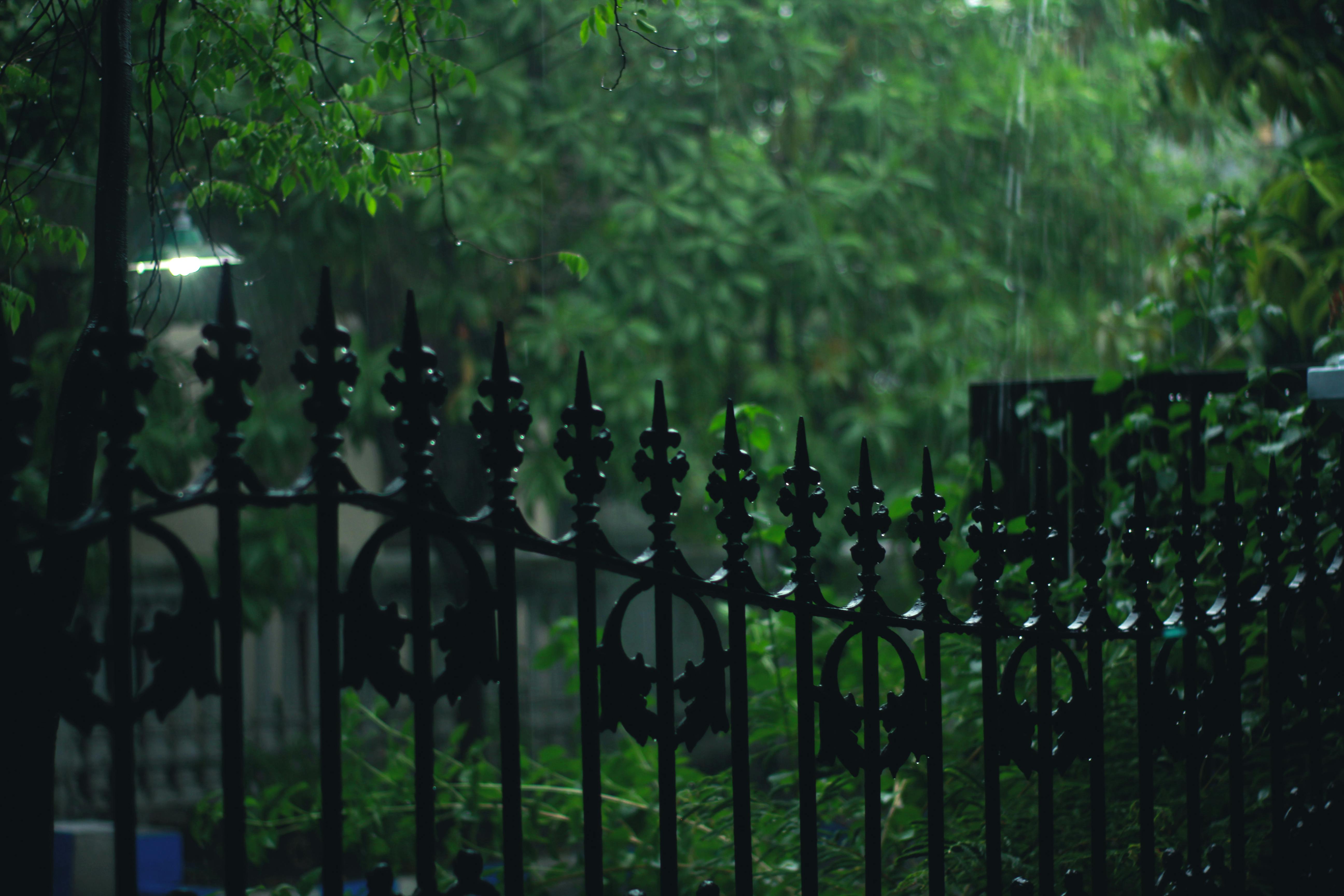 black metal gate with bamboo grasses outside