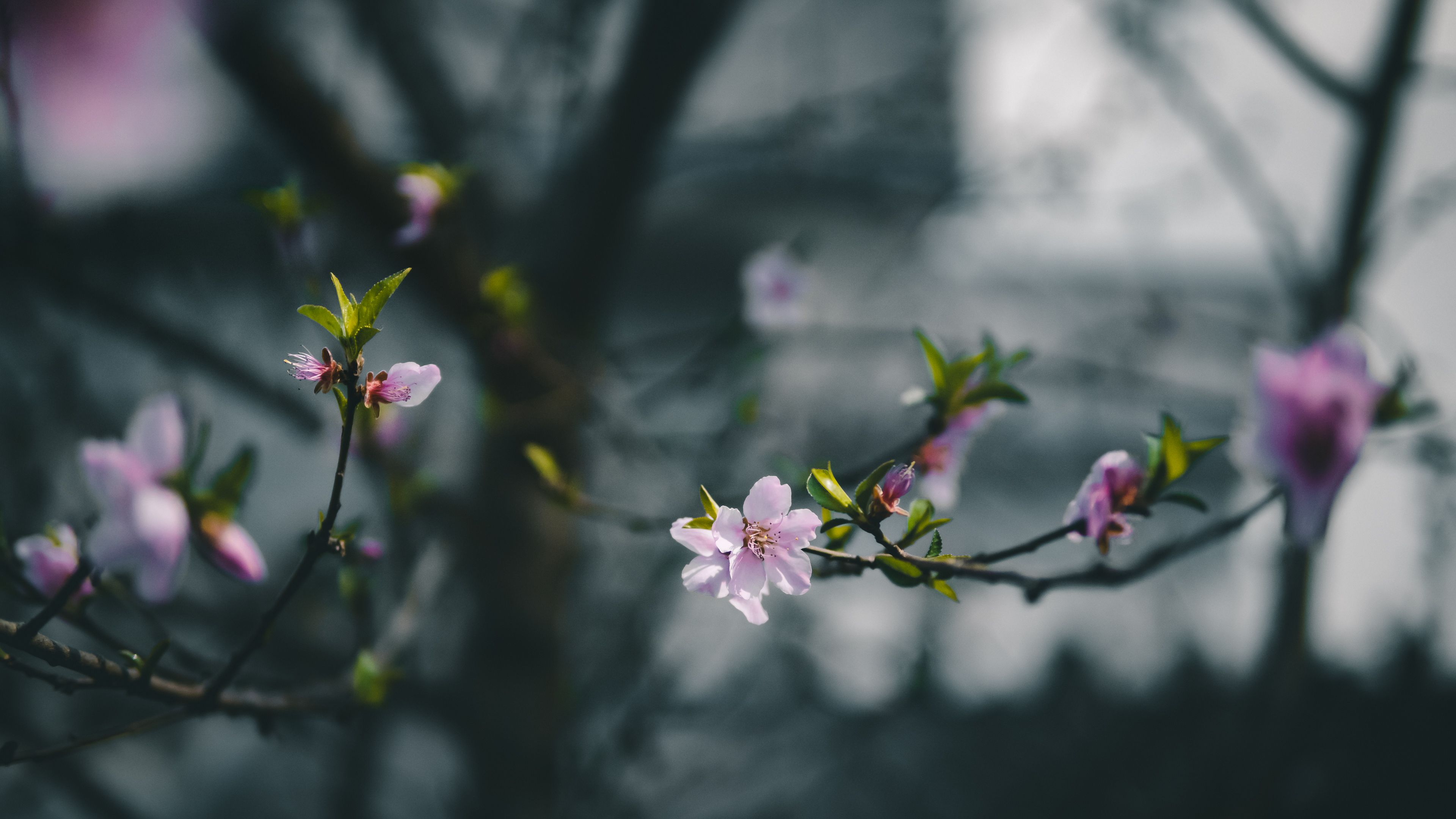 Close-Up Shot of White Flowers in Bloom · Free Stock Photo