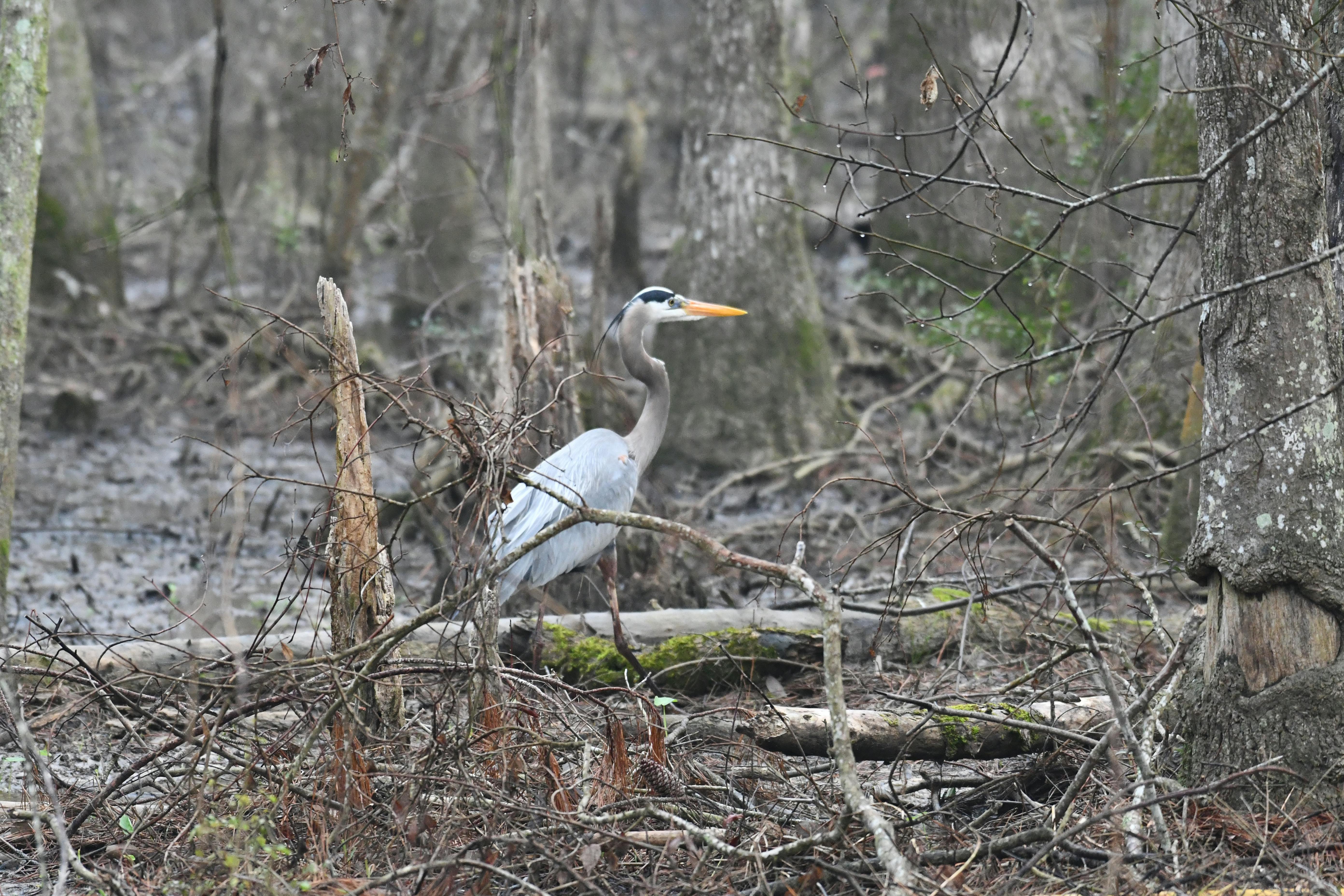 Healthy food choices and lifestyle comparison concept