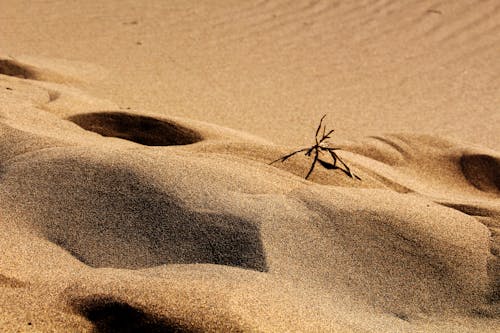 Brown Sand With Dried Leaf