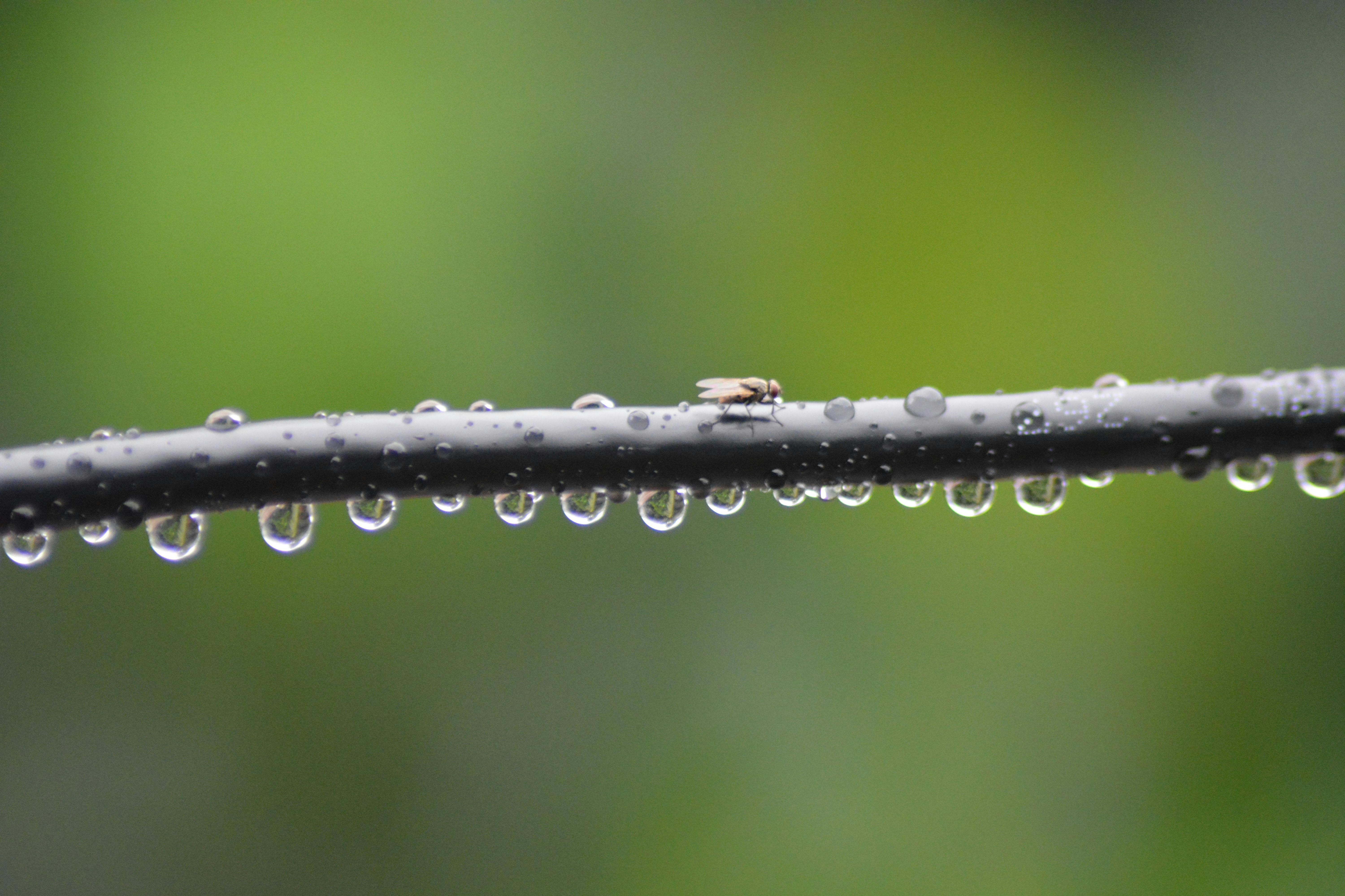 Photo Gratuite De Ailes Apres La Pluie Arriere Plan Flou