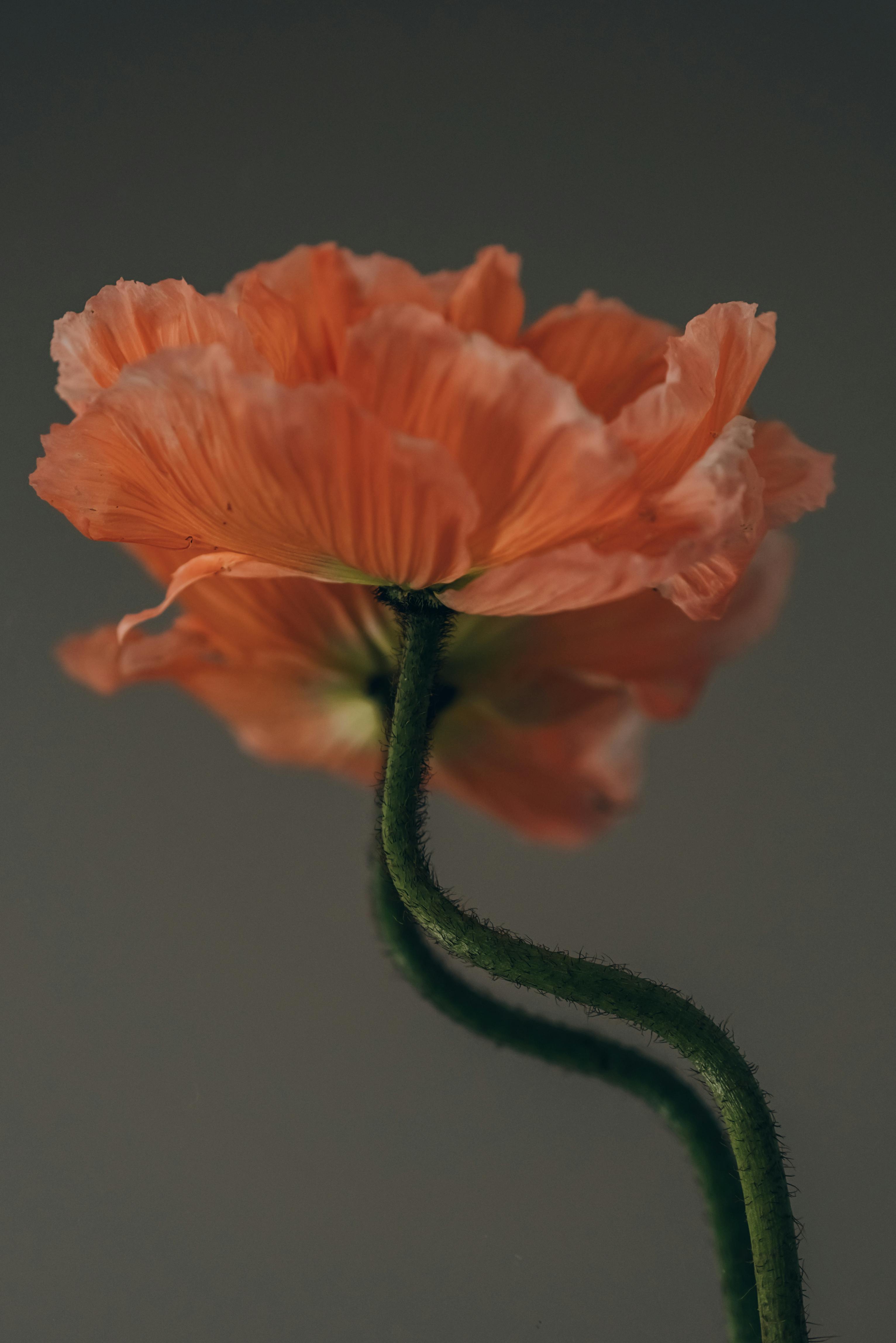 close up photograph of an iceland poppy flower