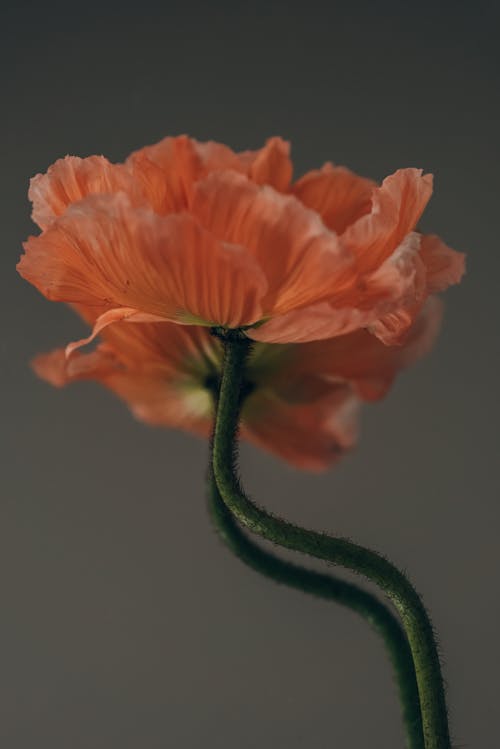 Foto profissional grátis de broto, fechar-se, flor