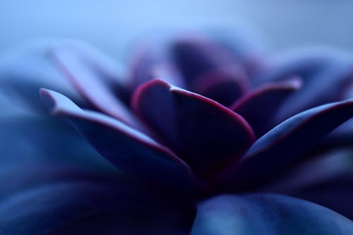Бесплатное стоковое фото с горшечные растения, природа, пурпурные цветы