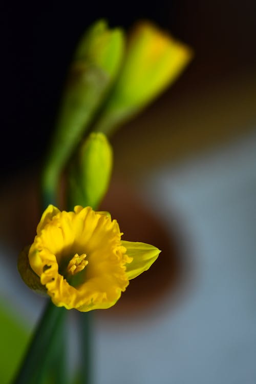 Foto profissional grátis de amarelo, cheio de cor, flor amarela