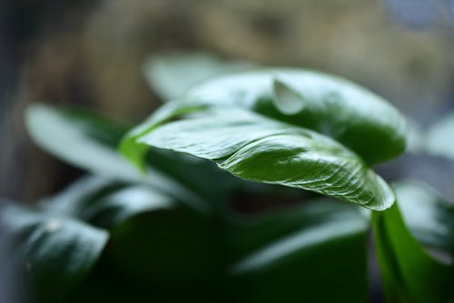 Foto profissional grátis de cor, folhas verdes, natureza