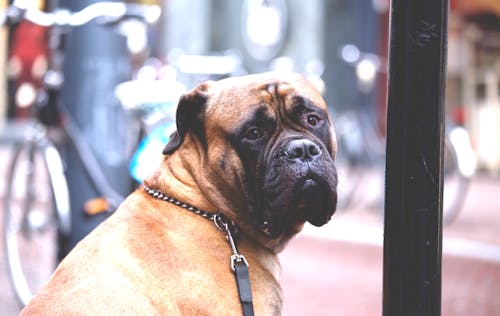 Cane Marrone Con Rivestimento Corto